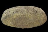 Hadrosaur Foot Bone - Alberta (Disposition #-) #100532-1